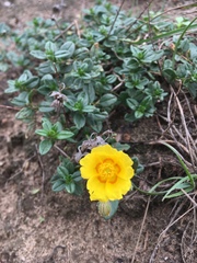 Helianthemum