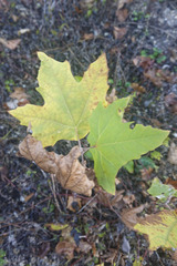 Platanus