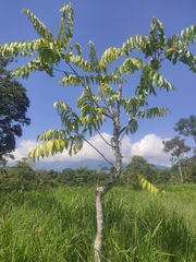 Phyllanthus acidus