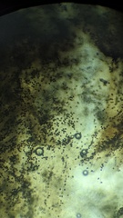 Panaeolus acuminatus