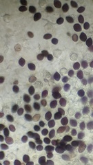 Panaeolus acuminatus