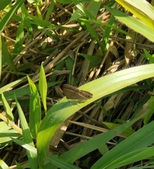 Cissia