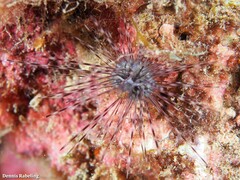 Diadema africanum