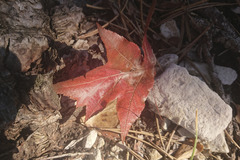 Torminalis glaberrima