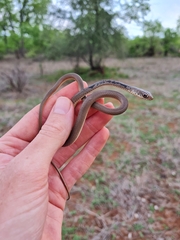 Psammophis mossambicus
