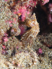 Hippocampus hippocampus