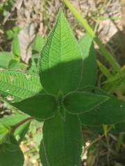 Miconia crenata