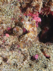 Hippocampus hippocampus