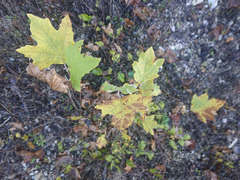 Platanus