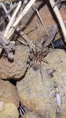 Megamyrmaekion velox