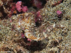 Hippocampus hippocampus