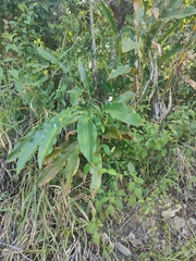 Heliconia latispatha
