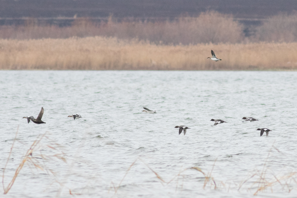 Smew from Каменский р-н, Свердловская обл., Россия on October 29, 2022 ...