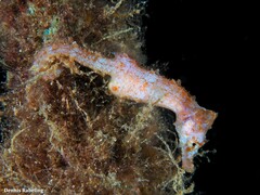 Hippocampus hippocampus