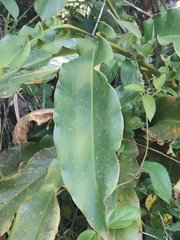 Heliconia latispatha