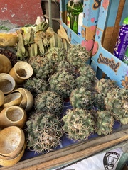 Coryphantha elephantidens