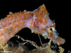 Hippocampus hippocampus