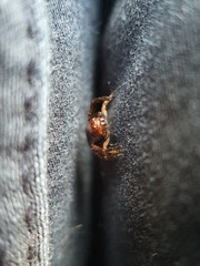 Synema marlothi