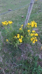 Senecio selloi