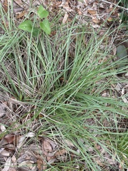 Carex planostachys