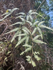 Gleichenella pectinata