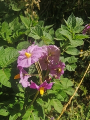 Solanum tuberosum