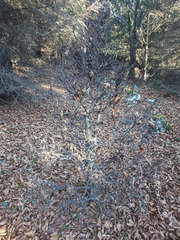 Fagus sylvatica