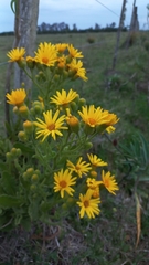 Senecio selloi