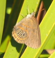 Neonympha areolatus