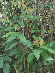 Palicourea padifolia