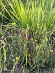 Anthephora pubescens