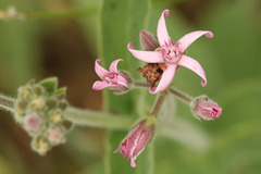 Oxypetalum solanoides