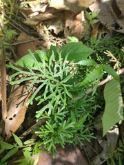 Diphasiastrum thyoides