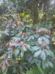 Palicourea padifolia