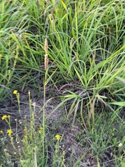 Anthephora pubescens