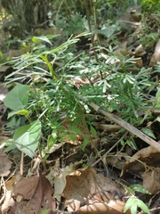 Diphasiastrum thyoides