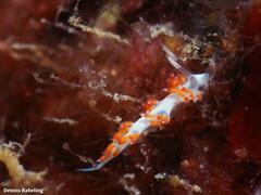 Flabellina dushia