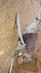 Chroicopteridae