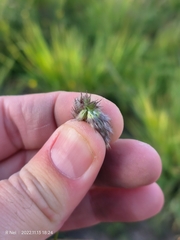 Anthephora pubescens