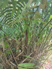 Arecaceae