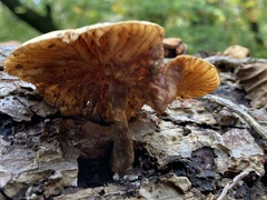 Gymnopilus penetrans