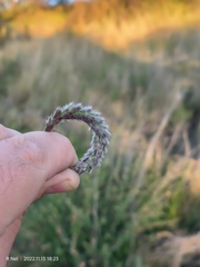 Anthephora pubescens