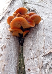 Flammulina velutipes