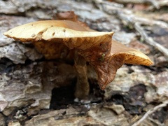 Gymnopilus penetrans