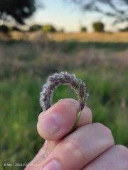 Anthephora pubescens