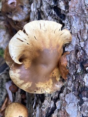 Gymnopilus penetrans