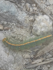 Lonomia