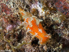 Plocamopherus maderae