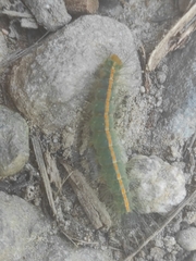 Lonomia