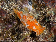 Plocamopherus maderae